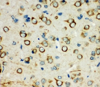 IHC-P: XRCC3 antibody testing of rat brain tissue