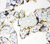 IHC-F: human placenta tissue