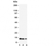 Western blot testing of IL-13 antibody and Lane 1:  recombinant human protein 10ng;  2: 5ng;  3: 2.5ng