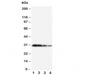 Western blot testing of Kallikrein 1 antibody and Lane 1:  recombinant mouse protein 10ng;  2: 5ng;  3: 2.5ng;  4: 1.25ng