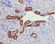 IHC-P: Kallikrein 1 antibody testing of mouse kidney tissue