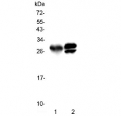Western blot testing of 1) rat pancreas and 2) mouse pancreas with Kallikrein 1 antibody. Predicted molecular weight ~29 kDa.