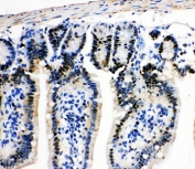 IHC-P: MCM2 antibody testing of mouse intestine tissue