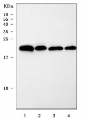 Western blot testing of 1) rat brain, 2) rat liver, 3) mouse brain and 4) mouse liver tissue lysate with PBP antibody. Predicted molecular weight: ~21 kDa.