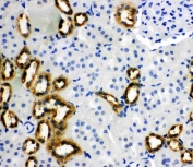 IHC-P: PBP antibody testing of rat kidney tissue.