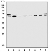 Western blot testing of human 1) HeLa, 2) HepG2, 3) HT1080, 4) Jurkat, 5) 293T, 6) monkey COS-7, 7) human ThP-1 and 8) human SiHa cell lysate with SDHA antibody.  Predicted molecular weight ~73 kDa.