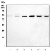 Western blot testing of human 1) HeLa, 2) HepG2, 3) HT1080, 4) Jurkat, 5) 293T, 6) monkey COS-7, 7) human ThP-1 and 8) human SiHa cell lysate with SDHA antibody.  Predicted molecular weight ~73 kDa.