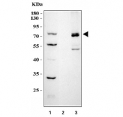 Western blot testing of 1) human HeLa, 2) mouse thymus and 3) LPS-stimulated mouse RAW264.7 cell lysate with COX-2 antibody.  Predicted molecular weight ~69 kDa.