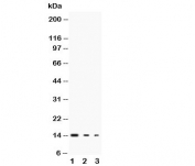 Western blot testing of IL-3 antibody and Lane 1:  recombinant mouse protein 10ng;  2: 5ng;  3: 2.5ng