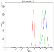 Flow cytometry analysis of fixed and permeabilized human Caco-2 cells with PAK6 antibody at 1ug/million cells (blocked with goat sera); Red=cells alone, Green=isotype control, Blue= PAK6 antibody.