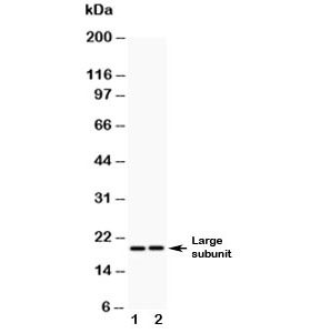 Western blot testing of Caspase-8 antibody (0.5ug/ml) and Lane 1: A549; 2: HeLa; Large subunit Predicted size: ~20KD