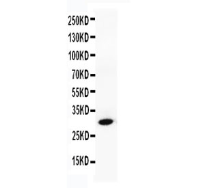 Western blot testing of Granzyme B antibody and Lane 1: human SMMC-7721; 2: mouse HEPA cell lysate. Predicted size: 29KD