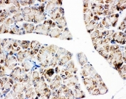 IHC-P: IGF1R antibody testing of rat pancreas tissue