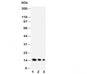 Western blot testing of IL-3 antibody and Lane 1:  Recombinant human IL-3 protein 10ng;  2: 5ng;  3: 2.5ng