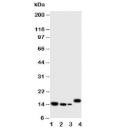 Western blot testing of IL-4 antibody and Lane 1:  recombinant human protein 10ng;  2: 5ng;  3: 2.5ng;  4: human CCRF-CEM cell lysate. Expected molecular weight: 14-20 kDa depending on glycosylation level.
