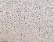 IHC staining of FFPE mouse brain tissue with MAG antibody. HIER: boil tissue sections in pH8 EDTA for 20 min and allow to cool before testing.