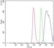 Flow cytometry testing of human HEL cells with YB1 antibody at 1ug/million cells (blocked with goat sera); Red=cells alone, Green=isotype control, Blue= YB1 antibody.