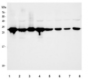 Western blot testing of 1) human MCF7, 2) human RT4, 3) human SW620, 4) human U-251, 5) rat liver, 6) rat brain, 7) mouse liver and 8) mouse brain tissue lysate with SIP antibody. Predicted molecular weight ~27 kDa.