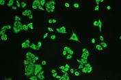 IF/ICC staining of FFPE human A549 cells with DCI antibody (green) at 2ug/ml. HIER: steam section in pH6 citrate buffer for 20 min.