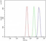 Flow cytometry testing of human SiHa cells with MCM6 antibody at 1ug/million cells (blocked with goat sera); Red=cells alone, Green=isotype control, Blue= MCM6 antibody.