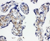 IHC-P: SNAP23 antibody testing of human placenta tissue. HIER: steamed with pH6 citrate buffer.