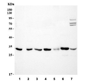 Western blot testing of 1) human HeLa, 2) human A431, 3) human 293T, 4) rat brain, 5) rat NRK, 6) mouse brain and 7) mouse NIH 3T3 cell lysate.  Expected molecular weight: ~31 kDa.