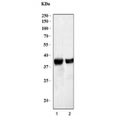 Western blot testing of 1) rat liver and 2) mouse liver lysate with Arginase 1 antibody. Predicted molecular weight ~35 kDa.