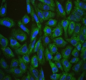 Immunofluorescent staining of FFPE human U-2 OS cells with CISH antibody (green) and DAPI nuclear stain (blue). HIER: steam section in pH6 citrate buffer for 20 min.