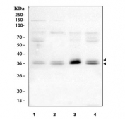 Western blot testing of human 1) MCF7, 2) HeLa, 3) COLO-320 and 4) Caco-2 cell lysate with CISH antibody. Predicted molecular weight: 29-31 kDa (multiple isoforms).
