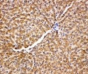 IHC-P: GRP75 antibody testing of rat liver tissue. HIER: steamed with pH6 citrate buffer.