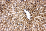 IHC staining of frozen rat liver tissue with GRP75 antibody.