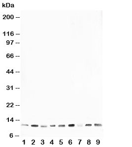 Western blot testing of HSP10 antibody and rat samples 1: thymus; 2: brain; 3: ovary; 4: testis; and human samples 5: A431; 6: A549; 7: MCF-7; 8: MM231; 9: HeLa cell lysate
