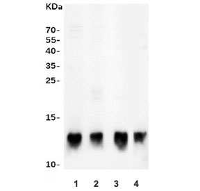 Western blot testing of 1) human A431, 2) human A549, 3) rat heart and 4) mouse heart lysate with HSP10 antibody. Expected molecular weight: ~10 kDa.