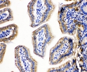 IHC-P: HSP10 antibody testing of mouse intestine tissue
