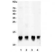 Western blot testing of 1) human A431, 2) human A549, 3) rat heart and 4) mouse heart lysate with HSP10 antibody. Expected molecular weight: ~10 kDa.