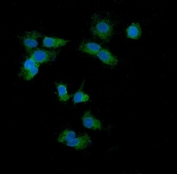 Immunofluorescent staining of FFPE human HepG2 cells with HSP10 antibody (green) and DAPI nuclear stain (blue). HIER: steam section in pH6 citrate buffer for 20 min.