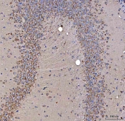 IHC staining of FFPE mouse hippocampus tissue with SSR3 antibody. HIER: boil tissue sections in pH8 EDTA for 20 min and allow to cool before testing.