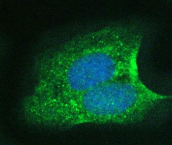 Immunofluorescent staining of FFPE human U-2 OS cells with 14-3-3 sigma antibody (green) and DAPI nuclear stain (blue). HIER: steam section in pH6 citrate buffer for 20 min.