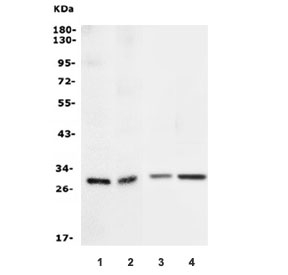 Western blot testing of 1) human HeLa, 2) human PC-3, 3) rat brain and 4) mouse brain lysate with 14-3-3 sigma antibody. Predicted molecular weight: ~28 kDa.