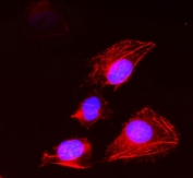 Immunofluorescent staining of FFPE human U-2 OS cells with 14-3-3 sigma antibody (red) and DAPI nuclear stain (blue). HIER: steam section in pH6 citrate buffer for 20 min.