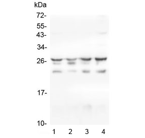 Western blot testing of 1) human HeLa, 2) monkey COS-7, 3) human Caco-2 and 4) human Jurkat cell lysate with HSPB1 antibody. Expected molecular weight: 23~27 kDa.