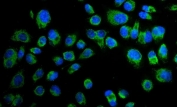 Immunofluorescent staining of FFPE human PC3 cells with Paxillin antibody (green) and DAPI nuclear stain (blue). HIER: steam section in pH6 citrate buffer for 20 min.