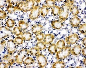 IHC staining of frozen rat kidney tissue with Paxillin antibody.