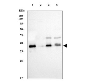 Western blot testing of human 1) 293T, 2) PC-3, 3) K562 and 4) HepG2 cell lysate with Arg2 a