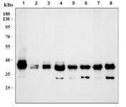 Western blot testing of 1) human K562, 2) human 293T, 3) human U-20 OS, 4) human HeLa, 5) rat thymus, 6) rat brain, 7) mouse thymus and 8) mouse brain tissue lysate with CrkL antibody.  Expected molecular weight: 34-39 kDa.