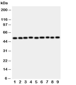 Western blot testing of E2F2 antibody and rat samples 1: lung; 2: heart; 3: brain; 4: kidney; and human samples 5: HeLa; 6: COLO320; 7: A549; 8: MCF-7; 9: SMMC-7721 cell lysate. Expected size 47-52KD