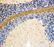 IHC-P: BiP antibody testing of rat cerebellum tissue