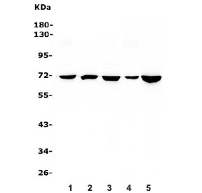 Western blot testing of 1) rat liver, 2) rat spleen, 3) rat PC-12, 4) mouse liver and 5) mouse RAW264.7 lysate with HSPA8 antibody. Expected molecular weight: 70-73 kDa.