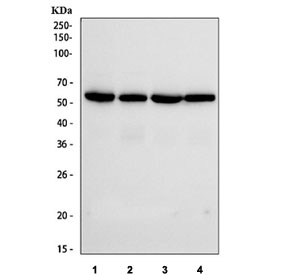 Western blot testing of IRF3 antibody and Lane 1: A549; 2: HeLa; 3: Jurkat; 4: 293T; 5: MCF-7 cell lysate. Predicted molecular weight ~47KD