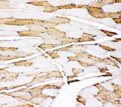 IHC-P: Myoglobin antibody testing of rat skeletal muscle tissue